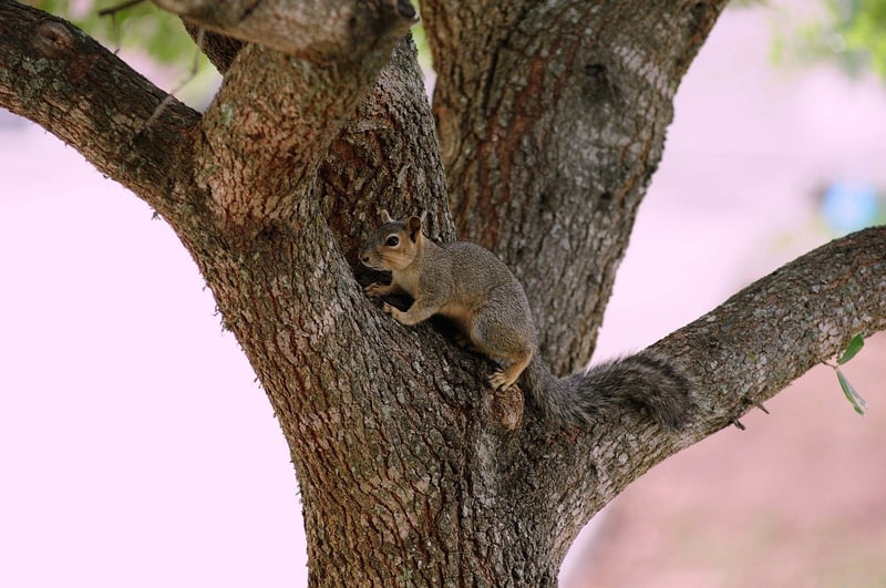 Wildlife Awareness